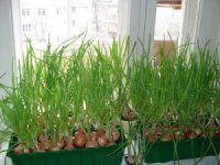 Как вырастить зеленый лук дома