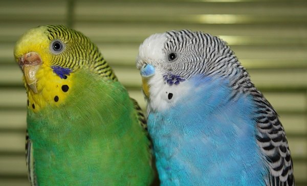 Как различить пол волнистых попугаев