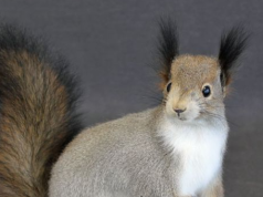 Чучела белок в интерьере: эстетика, природа и стиль