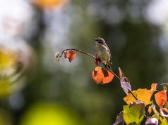 сонник пение птиц значение и толкование
