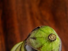 что значит баклажан и его значение