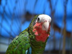 сонник зеленый попугай значение и толкование