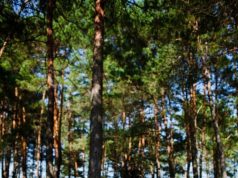 Санаторный отдых в Беларуси: здоровье и восстановление