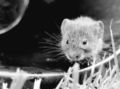 Черные крысы во сне: значение для женщин