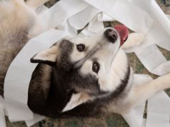 Видеть во сне много злых собак: толкование сна