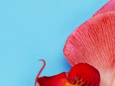 Язык цветов: значение орхидеи