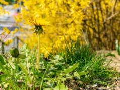 К чему снятся майские жуки