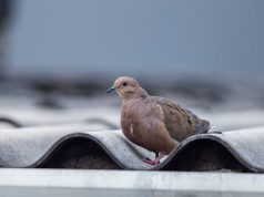Сон об умирающем голубе: толкование