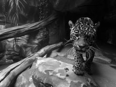 Леопард во сне женщины: толкование