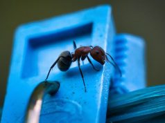 Сновидения муравьев и тараканов