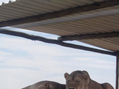 12-й дом в знаке Льва у мужчины