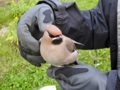 Сделайте ультразвуковой отпугиватель собак самостоятельно