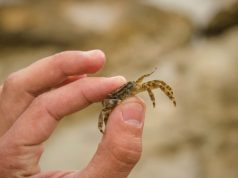 Скорпион с Асцендентом в Рыбах