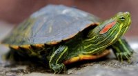 Чем кормить красноухую черепаху?