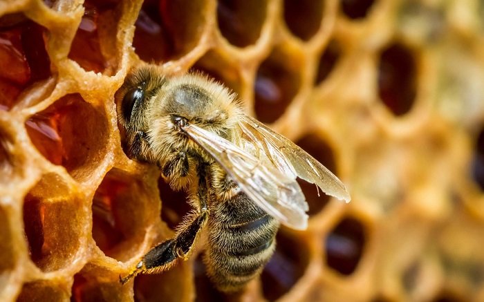 Настойка пчелиного подмора: применение и противопоказания