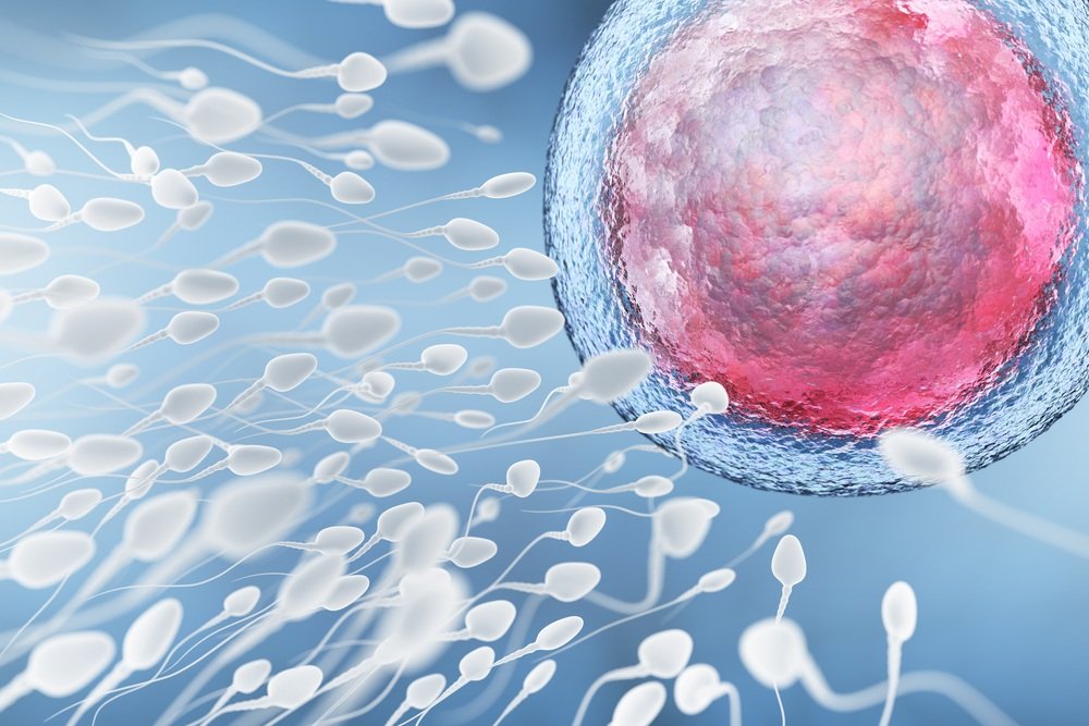 Сколько живут сперматозоиды?